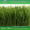 Wheat Grass Extract/Wheat Grass Powder